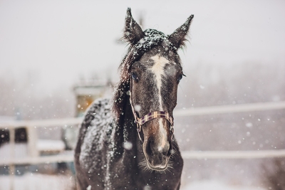 Horse Snow