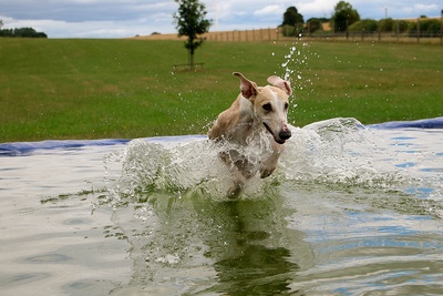 Greyhound in Water