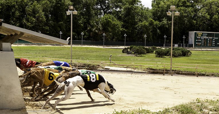 Greyhound Race Beginning