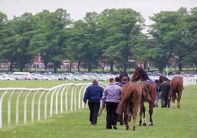 Horses Walking to the Starting Line