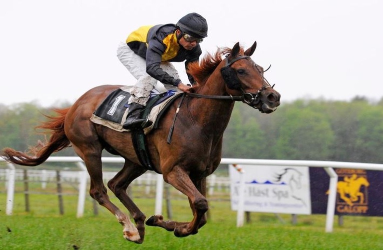 Juveniles, Novices, Bumpers & Steeplechases What are the Different